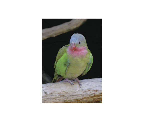 dobra - Lambe Autoadesivo - The colourful princess parrot