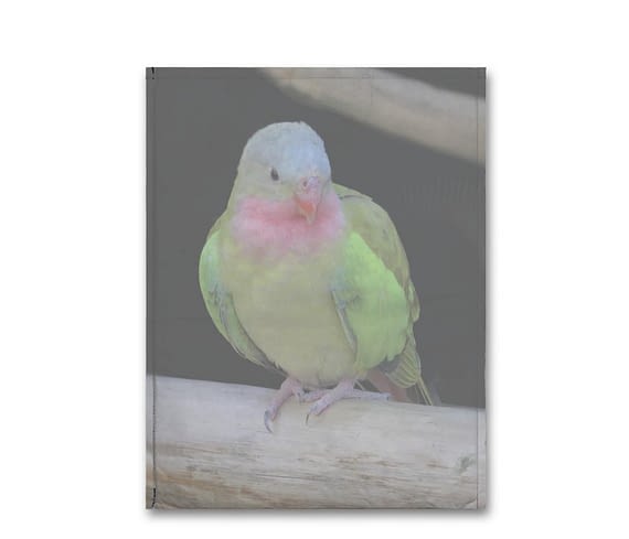 dobra - Capa Notebook - The colourful princess parrot