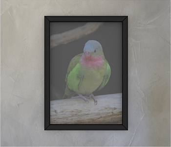 dobra - Quadro - The colourful princess parrot