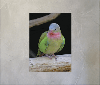 dobra - Lambe Autoadesivo - The colourful princess parrot