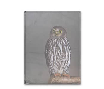 dobra - Capa Notebook - Owl's piercing eyes